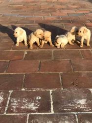 Cute labradog puppies available for low price