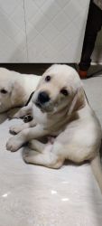Lab puppy for sale