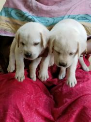 Labrador Female Puppies for Sale