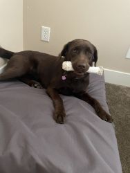 Selling my 1 year old brown lab to good home