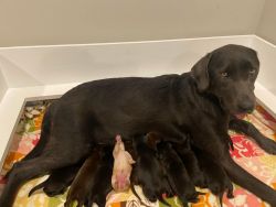 Labrador Puppies -Need gone-