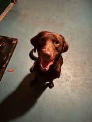 Chocolate lab named chewy