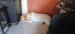 Labrador dog to give
