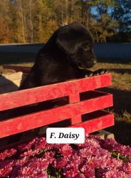 Daisy Labrador Retriever