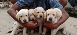 Cute Labradar puppies for avbl