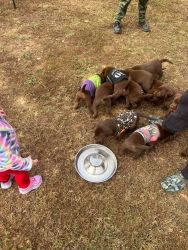 Chocolate Labrador puppies needing a forever home