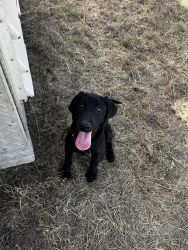 3 black Labrador Puppies are looking for a home
