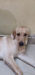 11 months Lab for sale