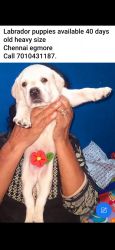 Top qulity 5 labrador female puppies available