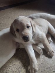 Double bone Labrador Puppies for Sale