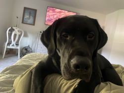 Labrador Reitriever for sale