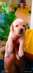 Quality Labrador Puppies Available