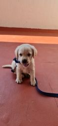 Lab puppy 2 months for adoption