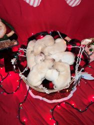 Christmas Puppies for Sale