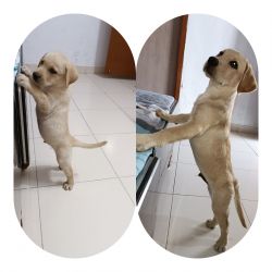 3.5 months old Lab puppy,active,healthy and vaccinated for sale.