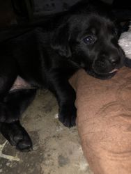Black Labrador puppies…if interested please contact on xxxxxxxxxx