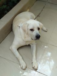 We want a re-home for our pet labrador dog who is 5 years old.