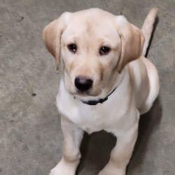 AKC Full Registration Labrador Puppies