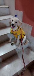 Buy a labrador puppy 5 months fully vaccinated