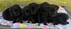 Black Labrador Puppies - Champion Bloodline