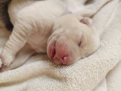 AKC Silver and Champagne Labrador Puppies