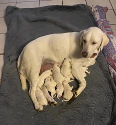 White lab puppies