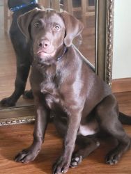 Chocolate Labrador 7 months old needs new home