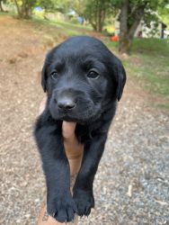 English Lab Puppies for Sale