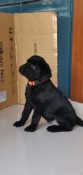 Interested in a lab puppy? Please reach out!