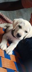 Lab puppy sale for trusted person