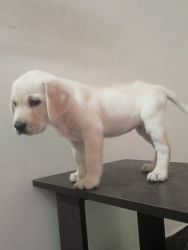 female lab puppy for sale