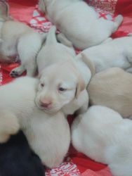 Labrador puppies on sale