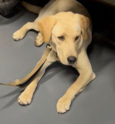 Labrador retriever purebred for sale