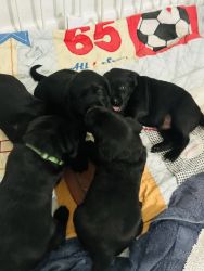 Puppies Labrador retriever