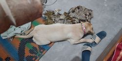 Labrador retriever 4.5 months old