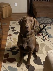 Rehoming 9 month Lab