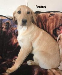 “Brutus” handsome yellow male Labrador