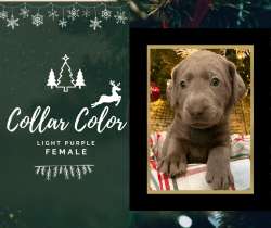 Silver Lab Puppies ready for their forever home