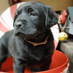 AKC Charcoal and Black Lab Puppies