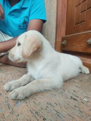Labrador male puppy for sale