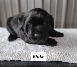 Labrador Retriever Blake