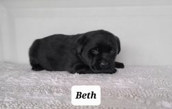 Labrador Retriever Beth