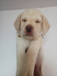 Good quality labrador puppies for sale in Hyderabad