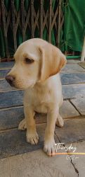 I want to sell my labrador dog. 2.5 Months old