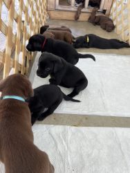 Champion Quality Purebred Labrador Retriever Puppies