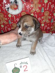 Labrador and boxer designer pups for sale