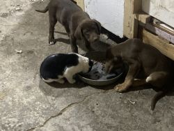 Lab mix puppies looking for forever home