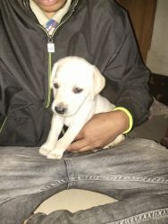 Labrador Female Puppy for Sell