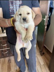 Labrador Retriever for Sale