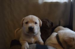 Cute Purebred Labrador Puppies